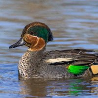 Чирок свистунок. :: Nik Lovec