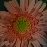 * :: Алёна Савина * :: Алёна Савина