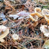 Грибы осени. :: Михаил Волобуев