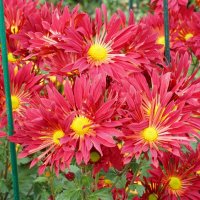 Из Никитского сада :: Татьяна Тюменка