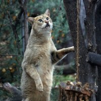 камышовый :: Михаил Бибичков камышовый :: Михаил Бибичков