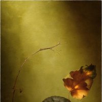 *** :: Oleg Rastorguev