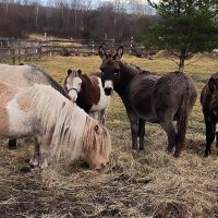 В Яви Нави. :: Ольга 