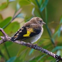 молодой щегол :: Николай Соколухин