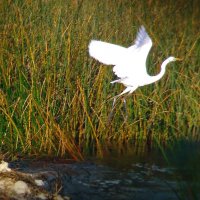 большая белая цапля :: gawrilа - dan