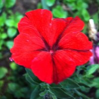 Петунья :: Юрий Полторыхин.