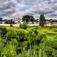 Цикорий зацвел :: Виталий Авакян