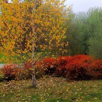 ..полянка на берегу Яузы.. :: galalog galalog