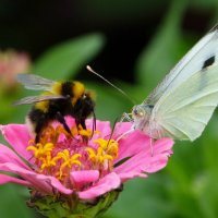 опять про бабочек...43 :: Александр Прокудин