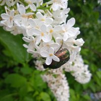 Зелёный жук :: Валентина 