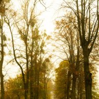 Autumn pavement :: vlapig