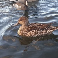 Шилохвость :: Сапсан 