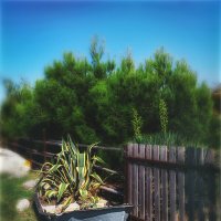 Клумба :: AZ east3