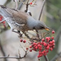 *** :: Владимир Безбородов