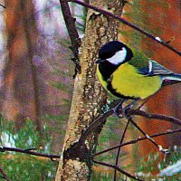 12 ноября- Всемирный день большой синицы! :: Владимир 12 ноября- Всемирный день большой синицы! :: Владимир