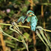 Классная шубейка :) :: Alexander Amromin