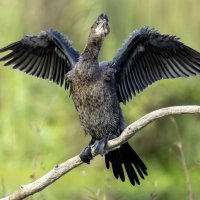 Карликовый баклан. :: Alexander Amromin