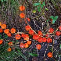 Готов к букетам :: Людмила Смородинская