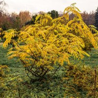 Куст :: Валерий Пославский
