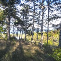 Сосновый  бор :: Валентин Семчишин