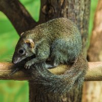 Мой зоопарк - Карликовая Мара :: Владимир Максимов