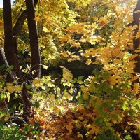 Картинки осени :: Рита Симонова