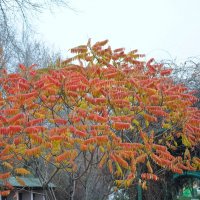 *** :: Иван Литвинов