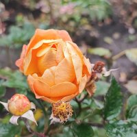 ,,, :: Сергей Тимоновский