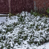 У нас, первый снег. :: Петр Беляков