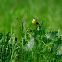 Проснись и пой! :: Вячеслав Алтай