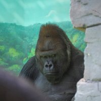 Босс :: Иван Литвинов