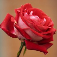 Роза :: Игорь Сикорский