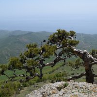 Природа Крыма :: Amazing Cosmea