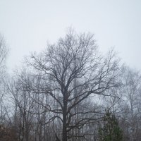 Дерево в ноябре :: Александр Синдерёв