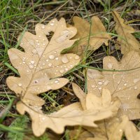 **** :: Андрей Андрианов