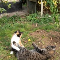 Маленькие хулиганки :: Наталья 