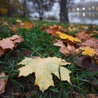 Последние краски осени :: Игорь Протасов