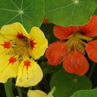 Настурция :: Freddy 97