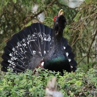 Глухарь затоковал :: Сергей Лычагин
