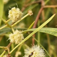 Ноябрьская пчелка :: Аркадий Басович