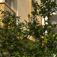 ЛИМОН МЕЙЕРА :: Анатолий Малобродский ЛИМОН МЕЙЕРА :: Анатолий Малобродский