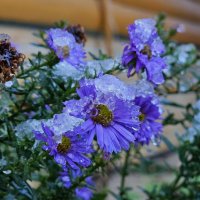 Цветочки в снегу :: Мария Яковлева