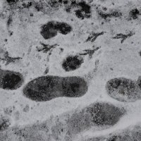 Следы на снегу :: Наталья Герасимова