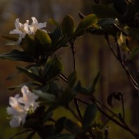 Кустарник Рододендрон в ноябре. :: Юрий Полторыхин.