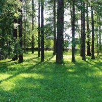 Удельный парк в Санкт - Петербурге :: Любовь ***