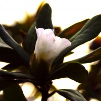 Молоденький бутон Рододендрона :: Юрий Полторыхин.