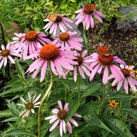 Бабочки слетелись. :: Ирина ***