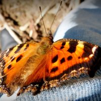 опять про бабочек...49 :: Александр Прокудин