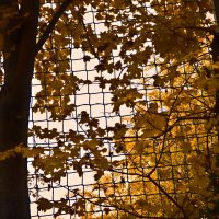 Осень 54 :: Алексей Кузнецов