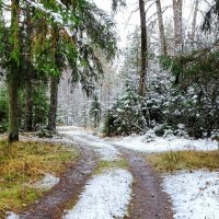 Первый снег в лесу (репортаж из зимнего леса). :: Милешкин Владимир Алексеевич 